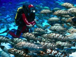 Deep-sea diving  - Blancpain Ocean Commitment