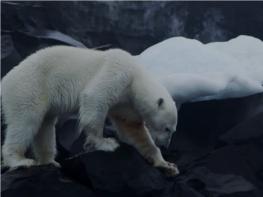 Video. Polar Bears - Blancpain