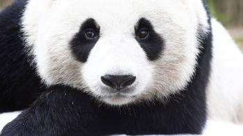 5 hot watches with “panda” dials - Panda dials