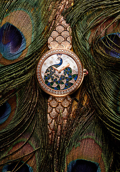 Diva's Dream Peacock