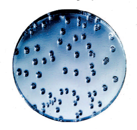 Parmigiani_326456_0