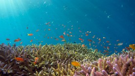 Diving