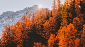 Automne 