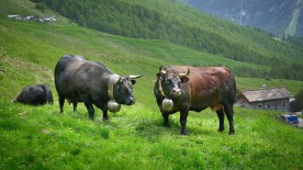 Mad Cows, Rolex Rippers, and the Patek Philippe Cycling Team - Editorial