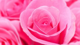 In the pink - Watches in colour