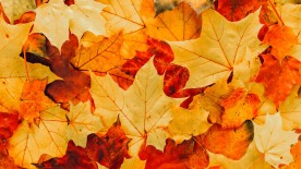 A Life Well Seasoned  - Editorial 