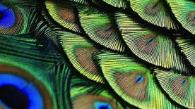 The gentle caress of time - Watchmaking and feather art