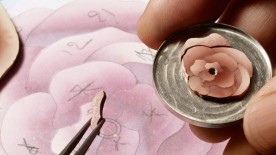 Three roses get the golden Piaget touch - Piaget