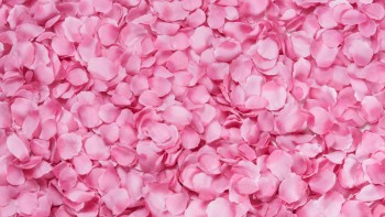 Rose Petals © Free Images