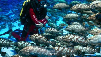 Deep-sea diving  - Blancpain Ocean Commitment