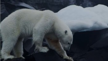 Video. Polar Bears - Blancpain