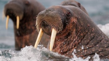 Video. The Walruses of Franz Joseph Land - Blancpain 