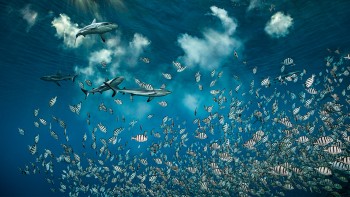 Blancpain and PADI Join Forces to Help Protect the Ocean - Blancpain