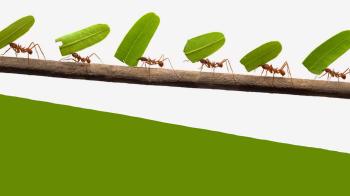 An ant among the giants shows the way forward - Editorial