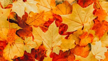 A Life Well Seasoned  - Editorial 