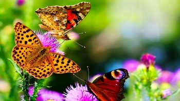 Butterflies take centre stage - Watches on a butterfly theme