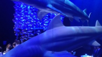 Video. SIHH 2014 Inside the wave - IWC