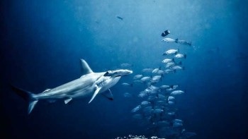 Securing the future of the Galapagos  - IWC