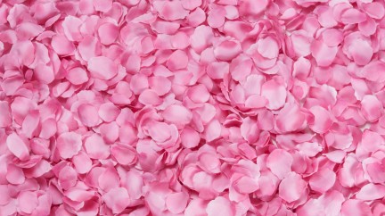 Rose Petals © Free Images