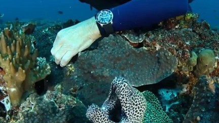 Video. Pristine Seas Expedition to Mozambique - Blancpain