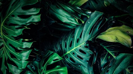 It’s Not Easy Being Green — Or Is It? - Editorial