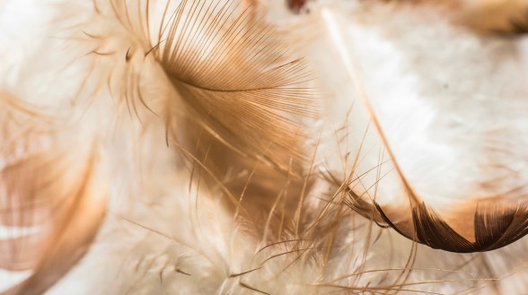 Feathers 