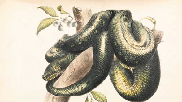 Snake © Unsplash