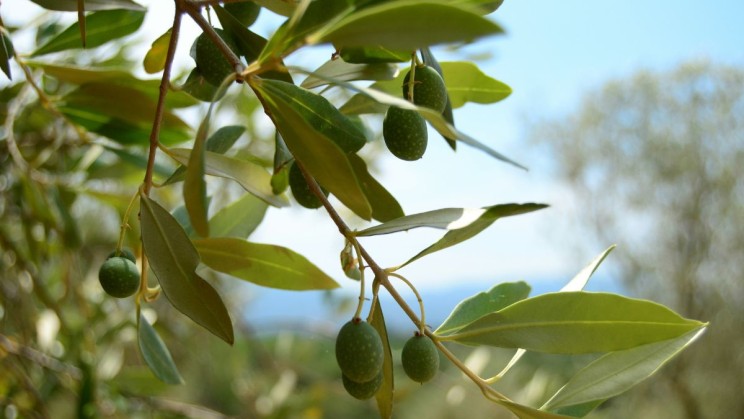 Avocado trees in Italy © Sarah Block