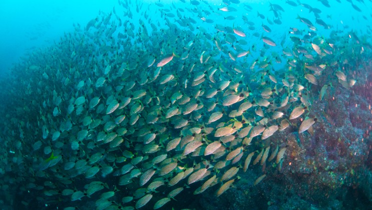 ©&nbsp;Manta Trust Foundation