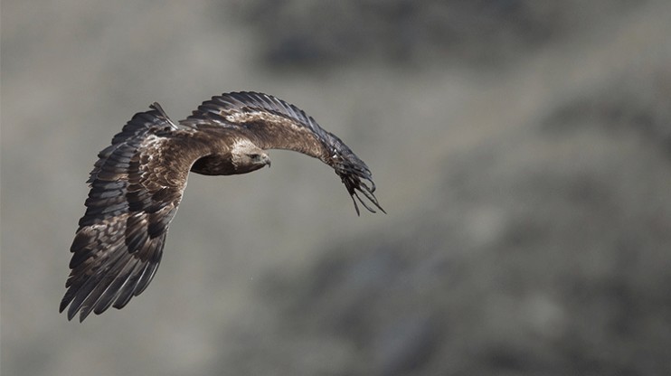 Alpine Eagle Mission © Chopard 